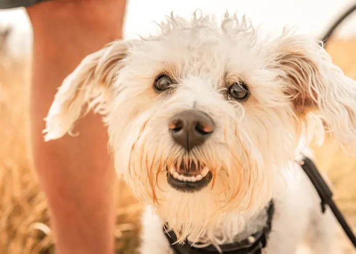 Hotel Ostseehotel Midgard In Damp